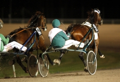 Maharajah utvändigt om Yield Boko i Breeders Crownsemifinalen. Foto; ALN